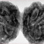 9 MK Gaurishankar 43.7mm 12.5gm - Inverse xray