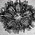 9 Mukhi Rudraksha 25.5mm 3.5gm - Inverse xray