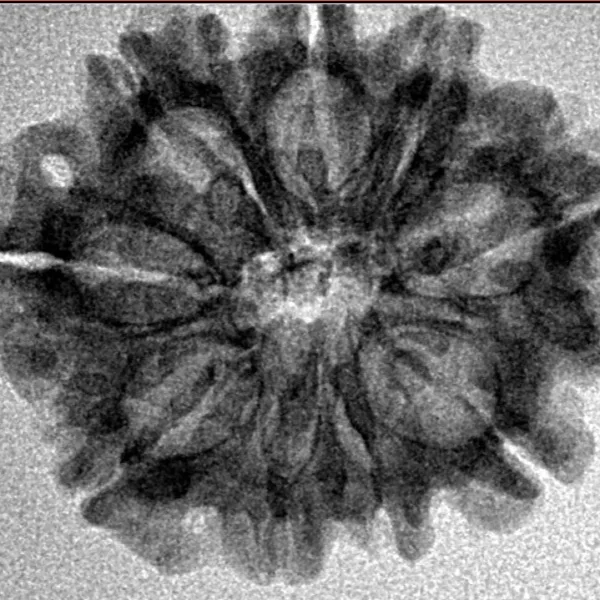 9 Mukhi Rudraksha 25.5mm 3.5gm - Inverse xray