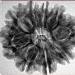 9 Mukhi Rudraksha 28.4mm 5.44gm - Inverse xray