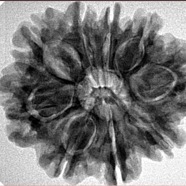 9 Mukhi Rudraksha 28.4mm 5.44gm - Inverse xray