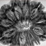 12 Mukhi Rudraksha 33.4mm 7.6gm - Inverse xray