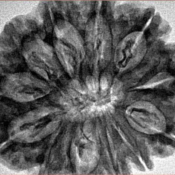 12 Mukhi Rudraksha 33.4mm 7.6gm - Inverse xray