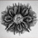 10 Mukhi Rudraksha 24.7mm 3.61gm - Inverse xray