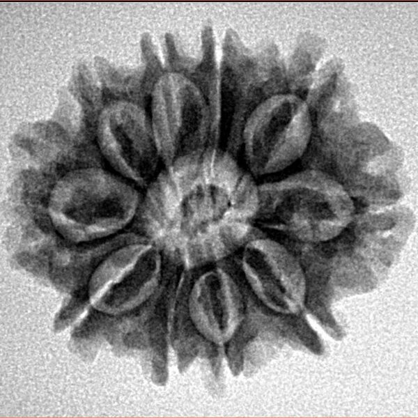 10 Mukhi Rudraksha 24.7mm 3.61gm - Inverse xray