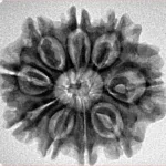 9 Mukhi Rudraksha 26.6mm 4.49gm - Inverse xray