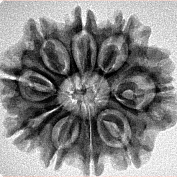 9 Mukhi Rudraksha 26.6mm 4.49gm - Inverse xray