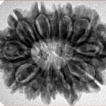 12 Mukhi Rudraksha 30.2mm 6.13gm - Inverse xray