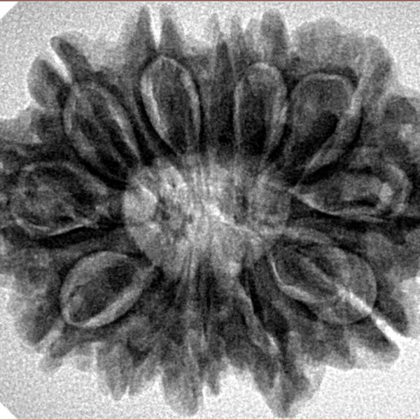 12 Mukhi Rudraksha 30.2mm 6.13gm - Inverse xray