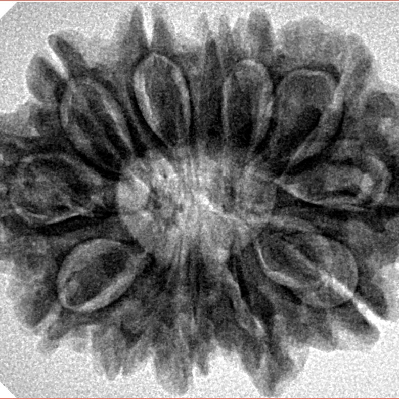 12 Mukhi Rudraksha 30.2mm 6.13gm - Inverse xray