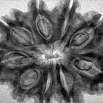 9 Mukhi Rudraksha 32.8mm 6.46gm - Inverse xray