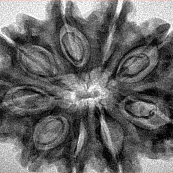 9 Mukhi Rudraksha 32.8mm 6.46gm - Inverse xray