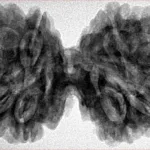 10 Mk Gaurishankar 40.6mm 8.6gm - Inverse xray