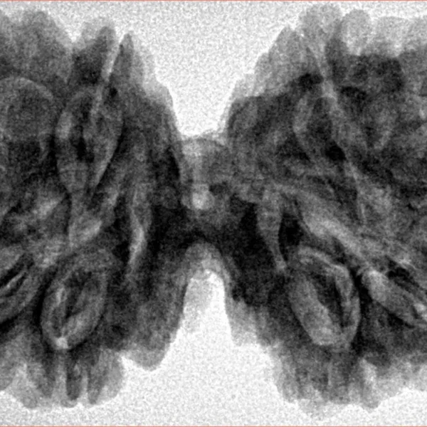 10 Mk Gaurishankar 40.6mm 8.6gm - Inverse xray