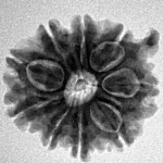 9 Mukhi Ganesh 21.8mm 3.64gm - Inverse xray