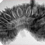 29 Mukhi Ganesh 38mm 6.61gm - Inverse xray