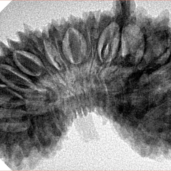 29 Mukhi Ganesh 38mm 6.61gm - Inverse xray