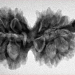 G.S with Sawar (12+1) 35.8mm 6gm - Inverse xray