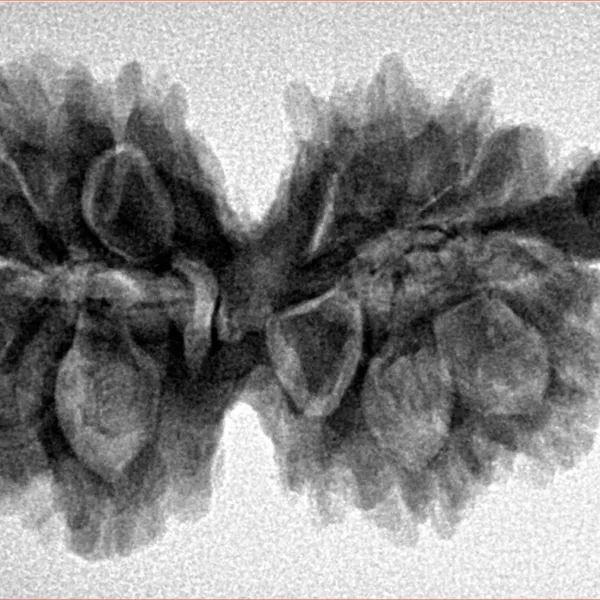 G.S with Sawar (12+1) 35.8mm 6gm - Inverse xray