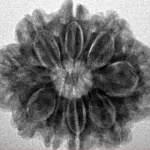 9 Mukhi Rudraksha 25.6mm 4.78gm - Inverse xray