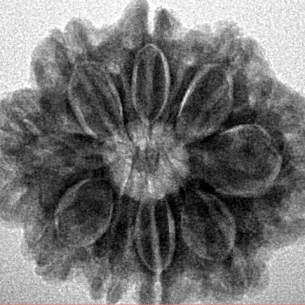 9 Mukhi Rudraksha 25.6mm 4.78gm - Inverse xray