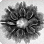 9 Mukhi Rudraksha 26.1mm 5.23gm - Inverse xray