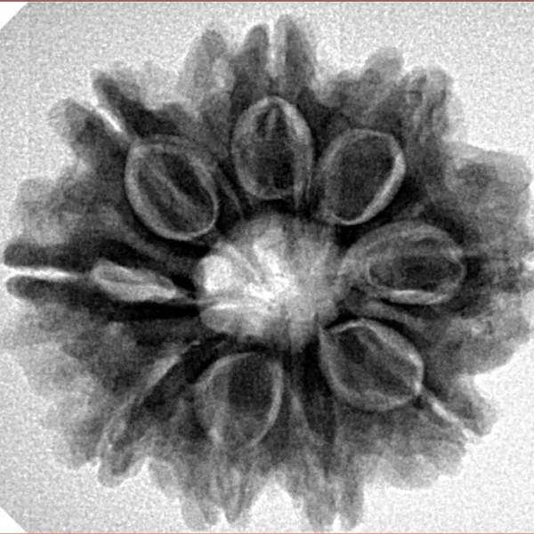 9 Mukhi Rudraksha 26.1mm 5.23gm - Inverse xray