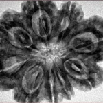 9 Mukhi Rudraksha 31.4mm 7.39gm - Inverse xray