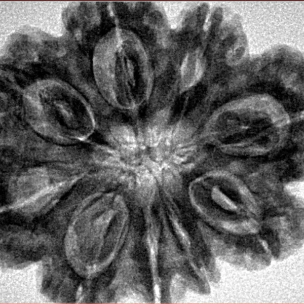 9 Mukhi Rudraksha 31.4mm 7.39gm - Inverse xray