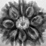 9 Mukhi Rudraksha 27.9mm 4.9gm - Inverse xray