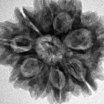 9 Mukhi Rudraksha 25.5mm 5.33gm - Inverse xray