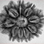 9 Mukhi Rudraksha 27.4mm 4.82gm - Inverse xray