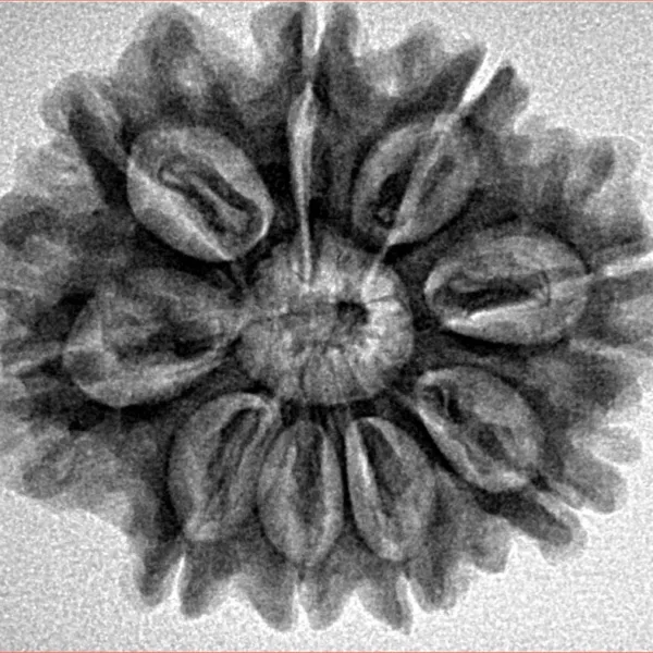 9 Mukhi Rudraksha 27.4mm 4.82gm - Inverse xray