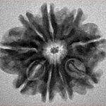 9 Mukhi Rudraksha 26.5mm 4.46gm - Inverse xray