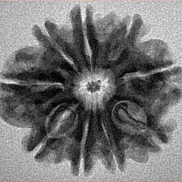 9 Mukhi Rudraksha 26.5mm 4.46gm - Inverse xray