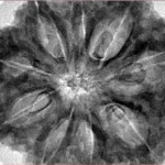 9 Mukhi Rudraksha 34.9mm 9.42gm - Inverse xray