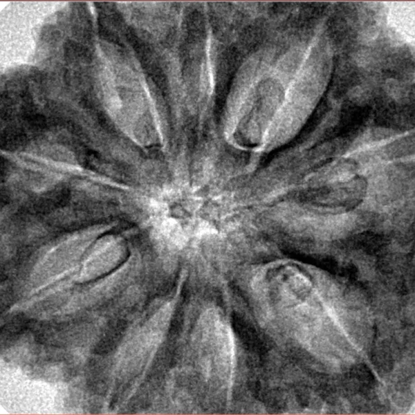 9 Mukhi Rudraksha 34.9mm 9.42gm - Inverse xray