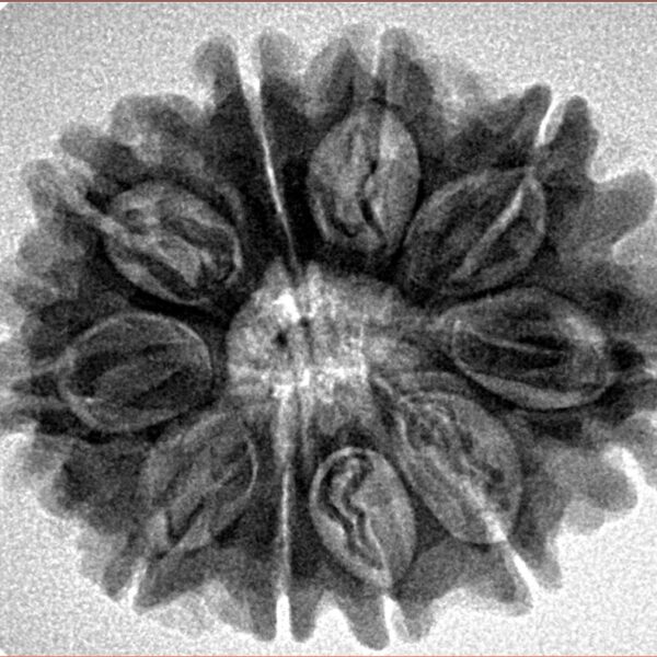 10 Mukhi Rudraksha 28.4mm 5.17gm - Inverse xray