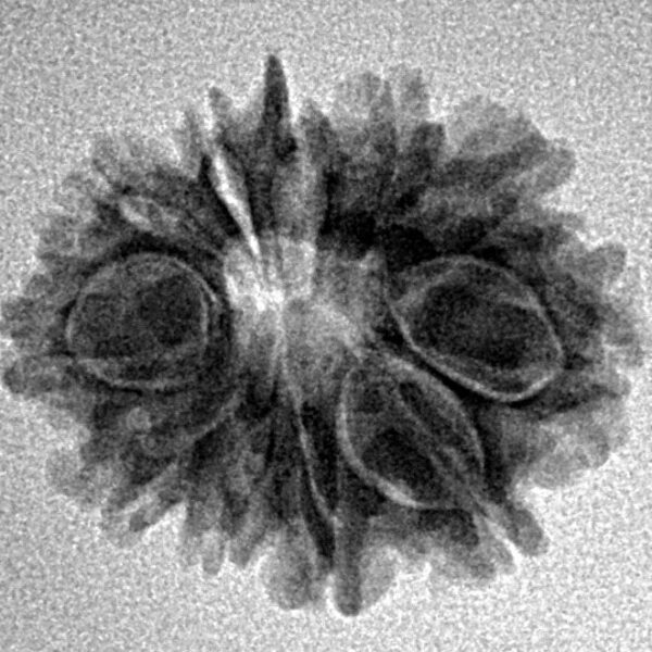 11 Mukhi Ganesh 21.2mm 2.1gm - Inverse xray