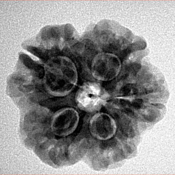 1MK(Underdeveloped) 23.5mm 4.09gm - Inverse xray