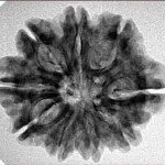 9 Mukhi Rudraksha 26.1mm 3.84gm - Inverse xray