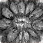 11 Mukhi Rudraksha 35.4mm 6.85gm - Inverse xray