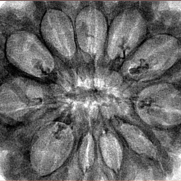 11 Mukhi Rudraksha 35.4mm 6.85gm - Inverse xray