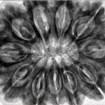 11 Mukhi Rudraksha 34.5mm 9.68gm - Inverse xray