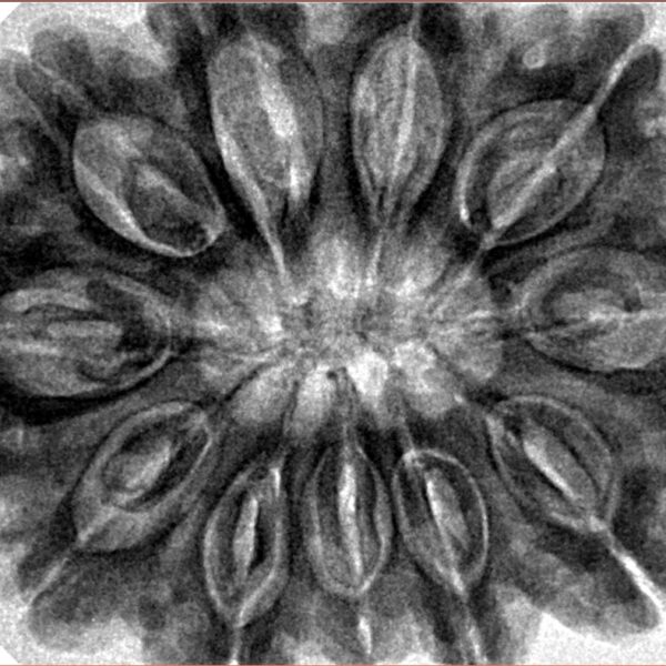 11 Mukhi Rudraksha 34.5mm 9.68gm - Inverse xray