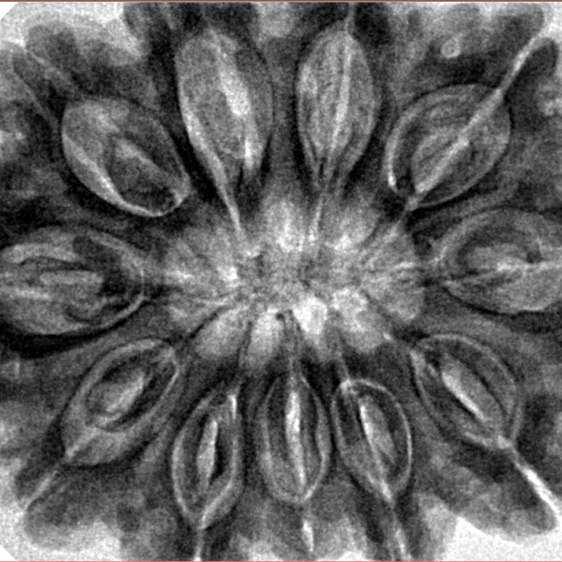 11 Mukhi Rudraksha 34.5mm 9.68gm - Inverse xray