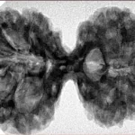 10 Mk Gaurishankar 38.6mm 7.47gm - Inverse xray
