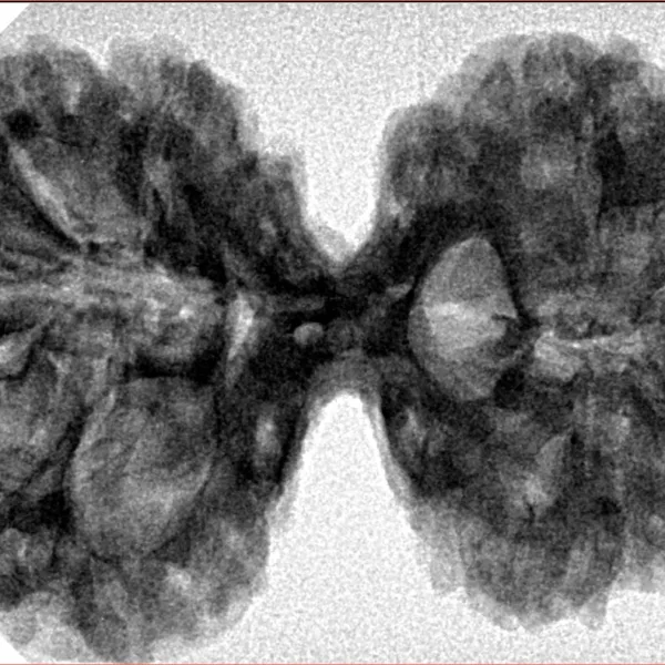 10 Mk Gaurishankar 38.6mm 7.47gm - Inverse xray
