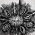 10 Mukhi Ganesh 33mm 7.11gm - Inverse xray