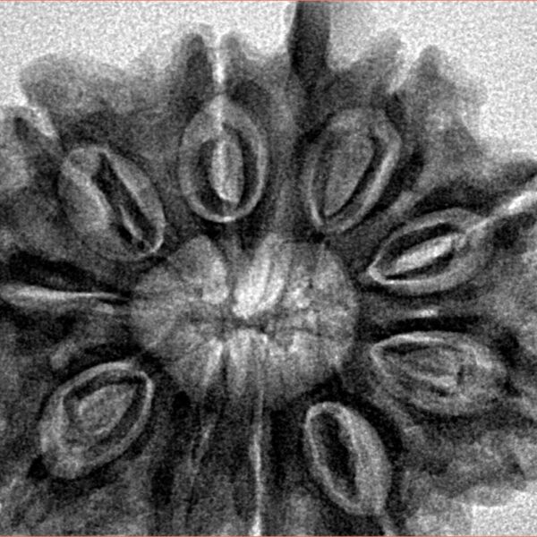 10 Mukhi Ganesh 33mm 7.11gm - Inverse xray